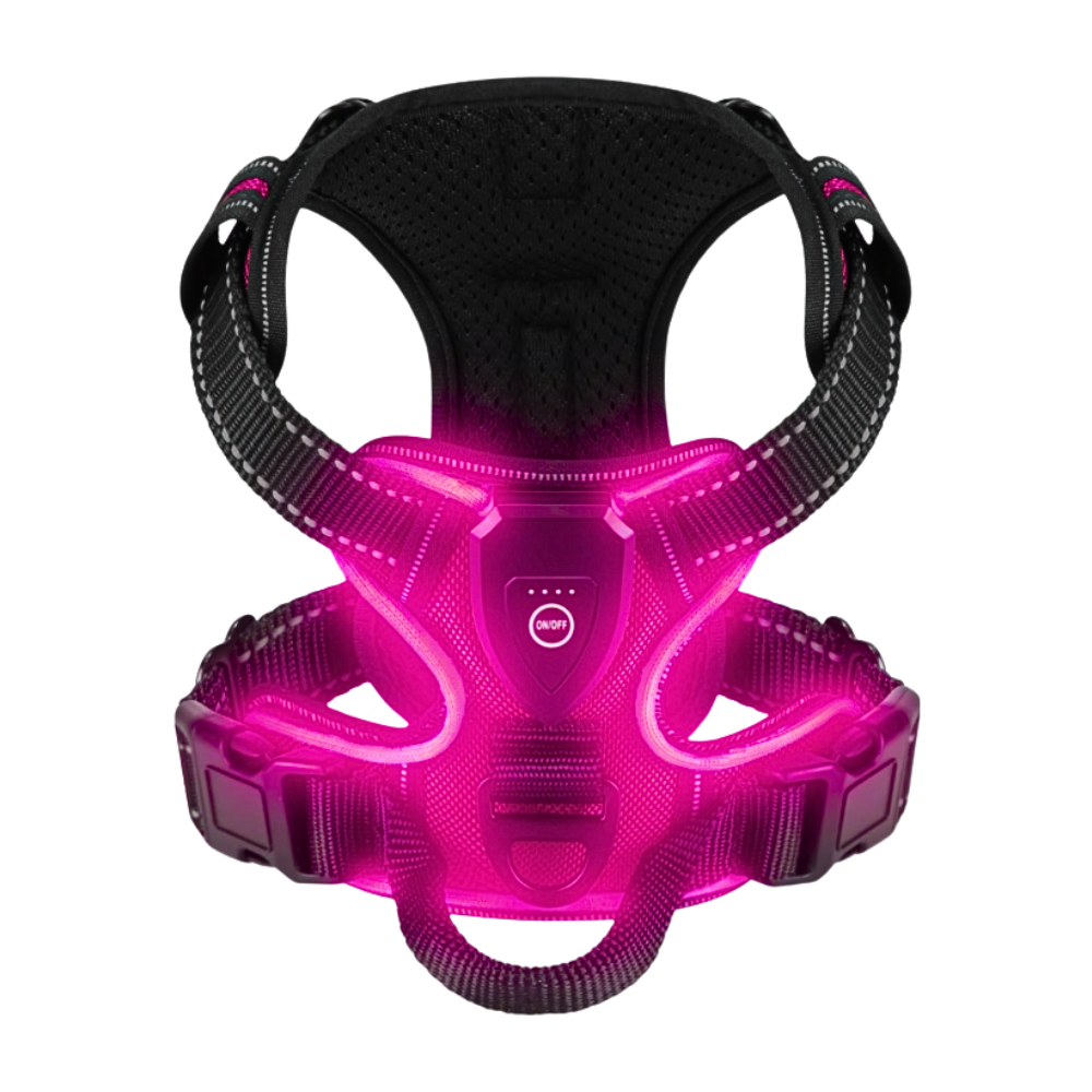 Harnais pour chien avec lumière LED clignotante