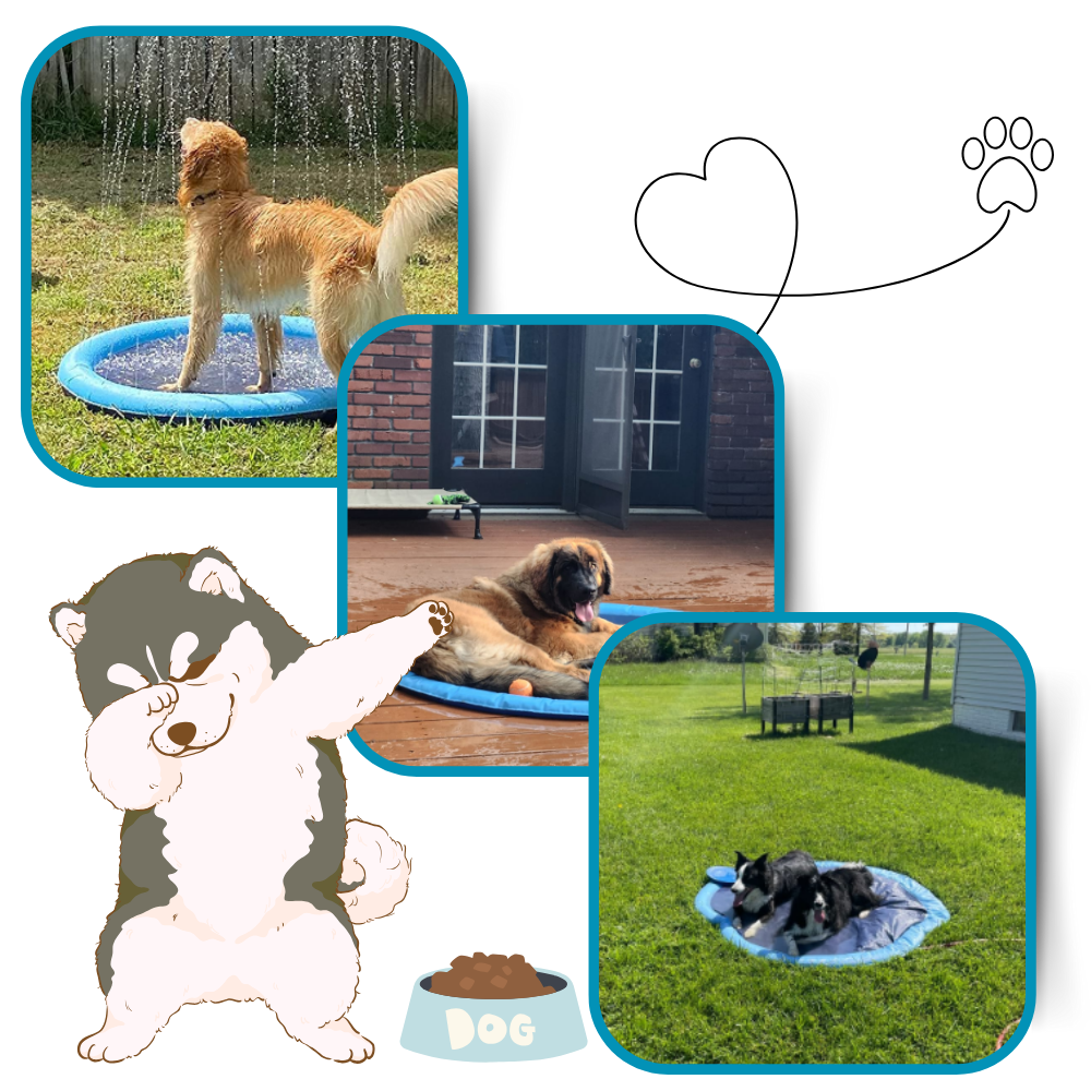 Pataugeoire portable pour chiens
- Ozerty