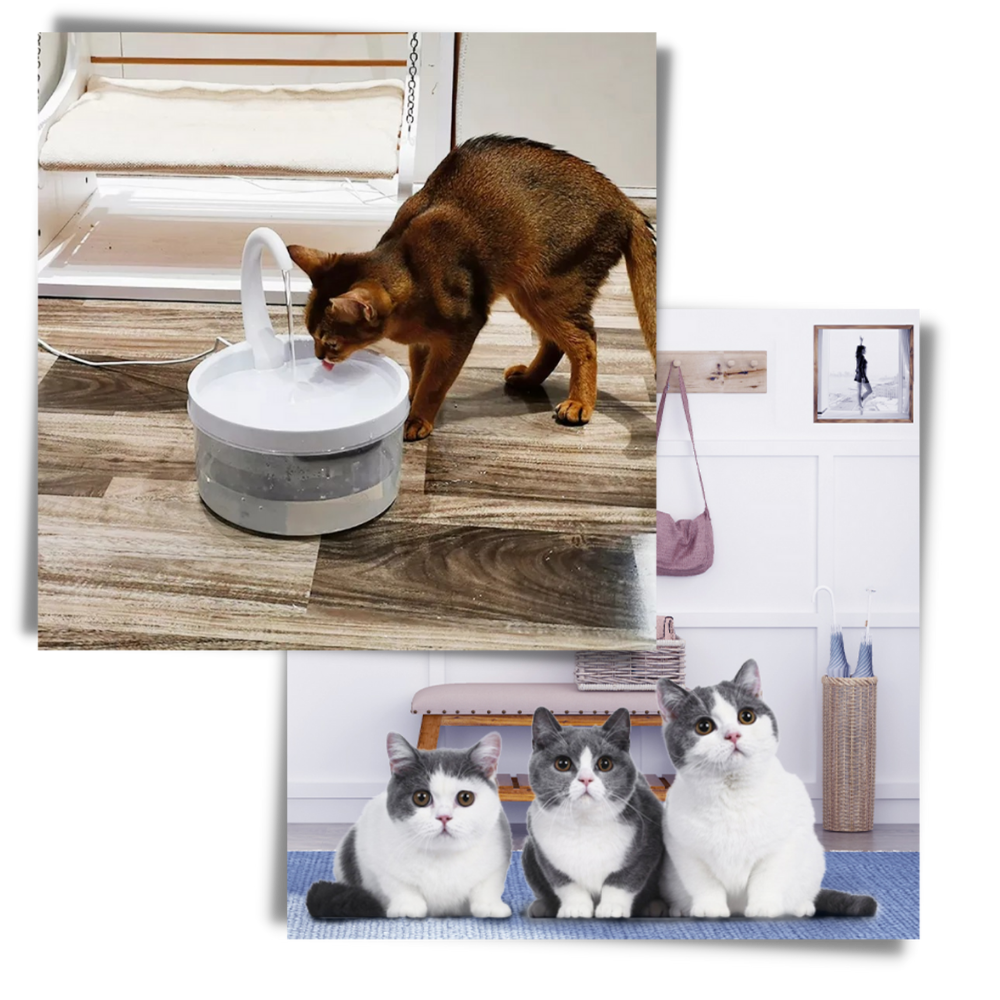 Fontaine d'eau automatique pour chat avec lumière led - Ozerty