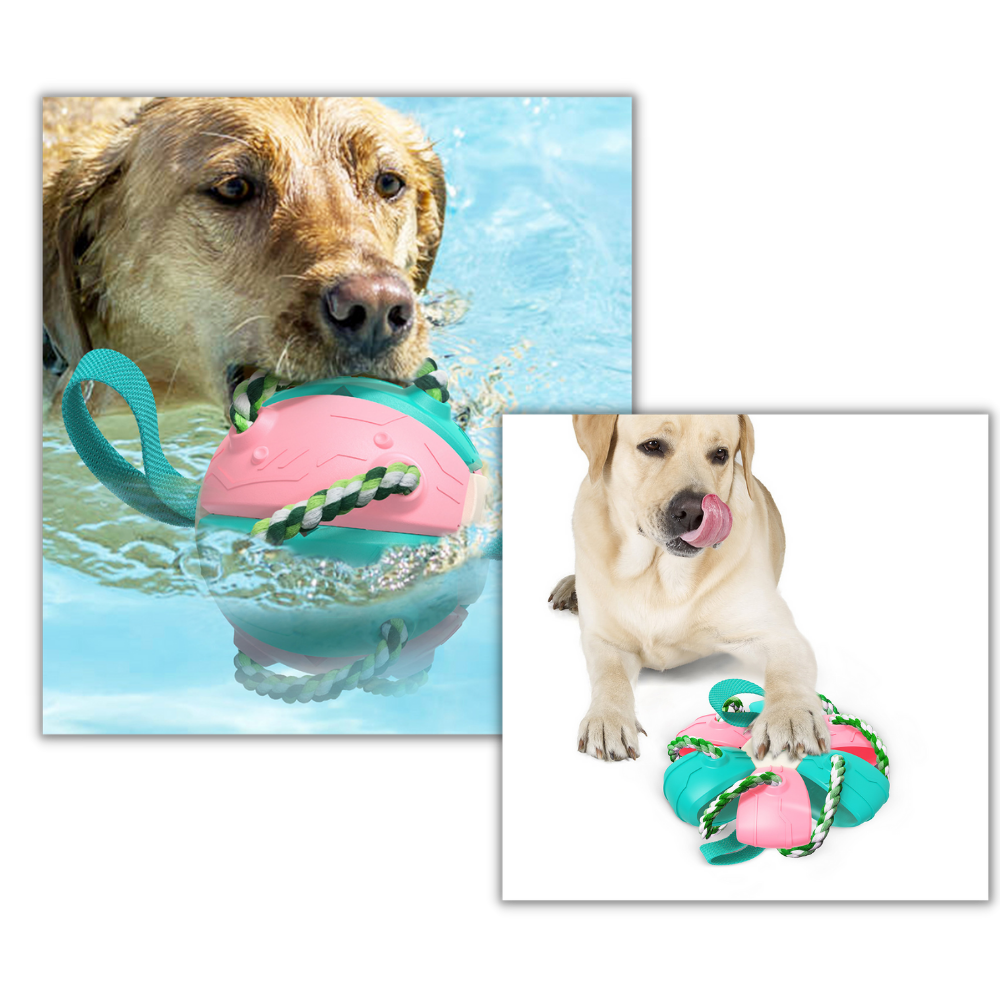Ballon de frisbee pour chien - Ozerty