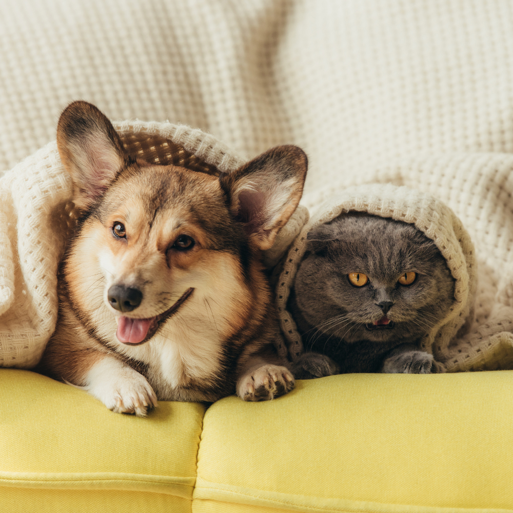 Produits pour Animaux