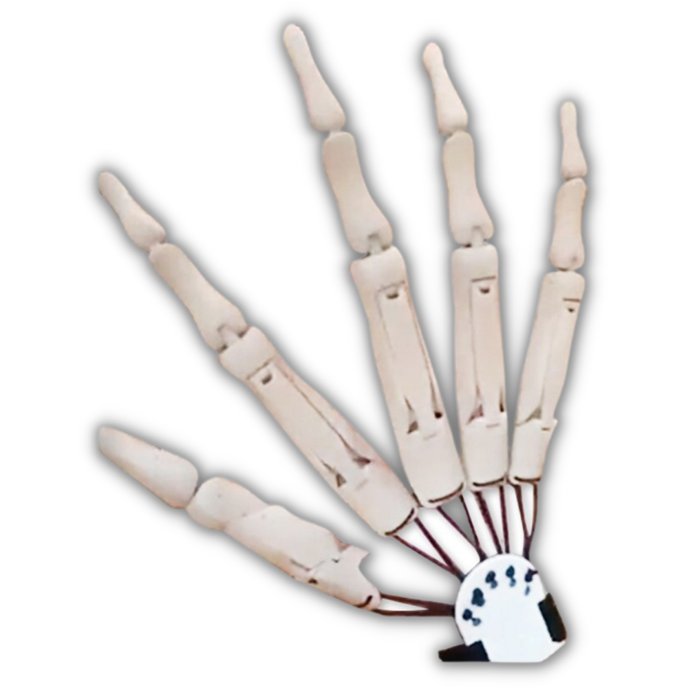 Gants mains de squelette -Droite Blanche /   - Ozerty