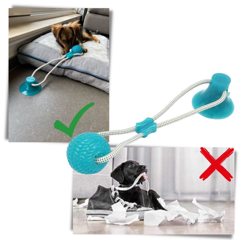 Jouet à boule avec ventouse pour chien - Ozerty
